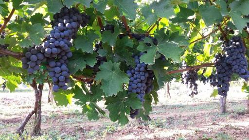 Stiže berba grožđa: Važni saveti vinogradarima pred početak radova