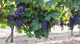 Stiže berba grožđa: Važni saveti vinogradarima pred početak radova
