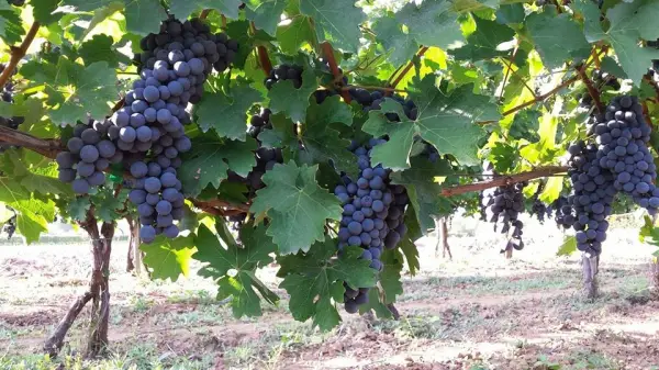 Stiže berba grožđa: Važni saveti vinogradarima pred početak radova