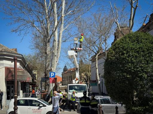 Orezivanje drveća u Ulici Voje Dulića u Požarevcu
