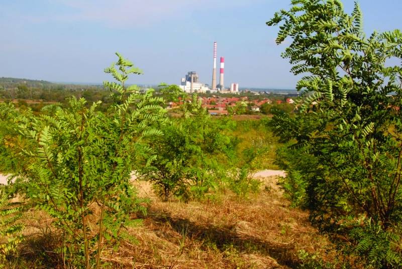 Upravljanje šumama u ogranku „TE-KO Kostolac“ - Novi vetrozaštitni pojas