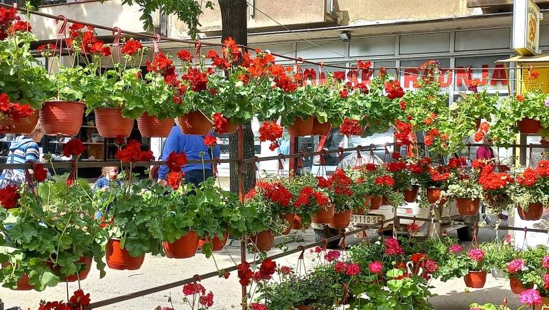 Dani cveća i meda u Kusiću i Velikom Gradištu