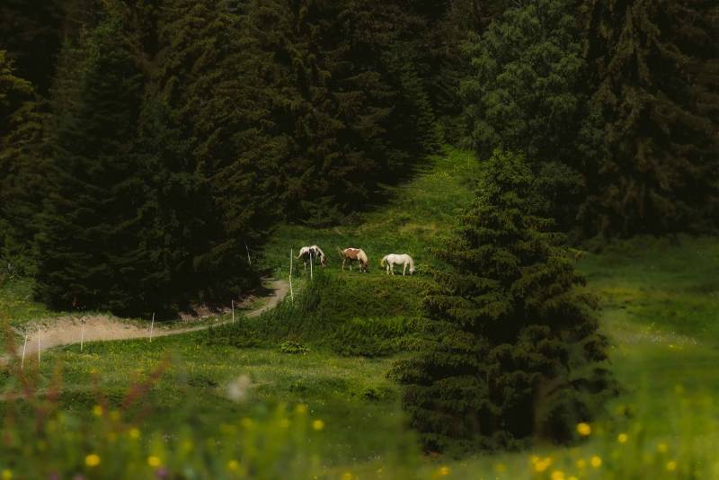 Sutra počinje letnja sezona na Kopaoniku