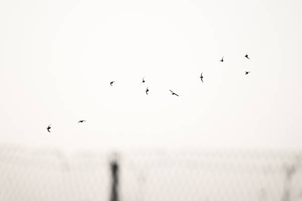 Uhapšeno pet članova organizovane kriminalne grupe zbog posredovanja u vršenju prostitucije