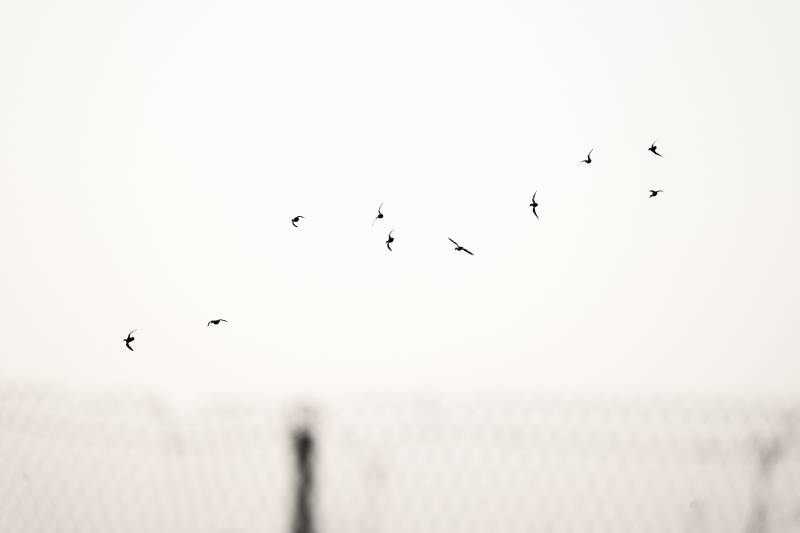 Uhapšeno pet članova organizovane kriminalne grupe zbog posredovanja u vršenju prostitucije