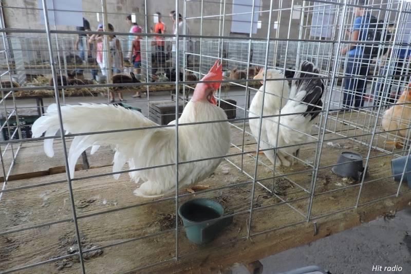 Izložba “Ljubimac” od 1. do 4. septembra