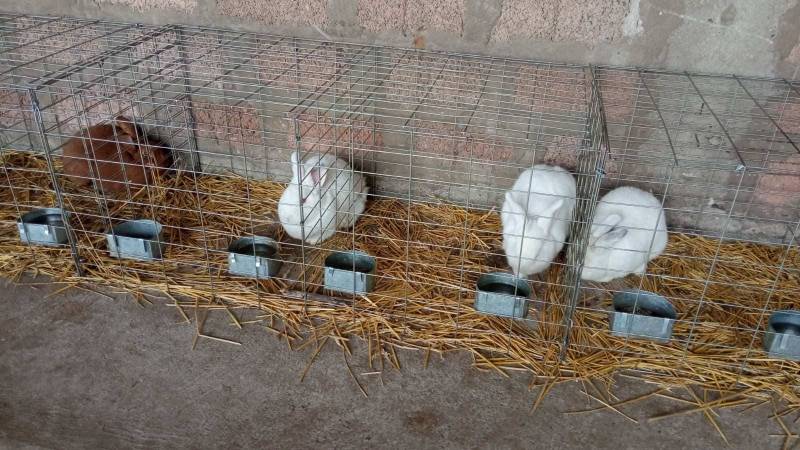 Izložba “Ljubimac” na stočnoj pijaci, učestvuje 120 izlagača