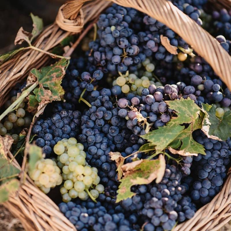 Berba grožđa u punom jeku