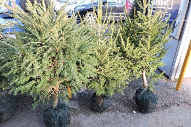 Gde će se prodavati novogodišnje jelke?