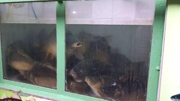 BLIŽI SE SVETI NIKOLA: Kako se kreću cene ribe na pijaci u Požarevcu? (FOTO)