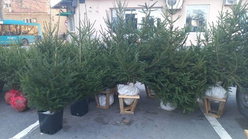 Počela prodaja novogodišnjih jelki sa busenom u Požarevcu (FOTO)