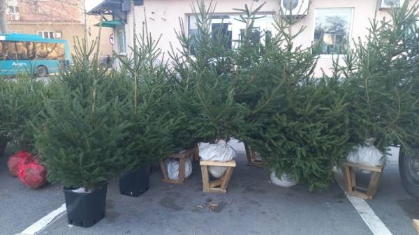 Počela prodaja novogodišnjih jelki sa busenom u Požarevcu (FOTO)