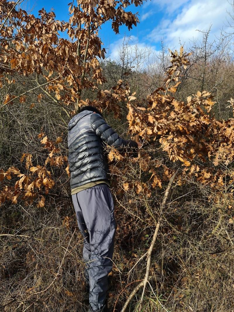 Šta simbolizuje badnjak
