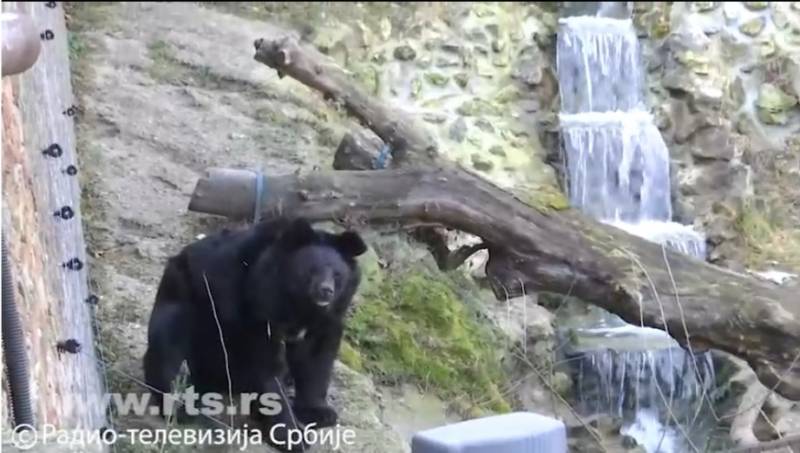 Medvedi Miša i Uroš, nisu videli svoju senku, proleće je na pragu