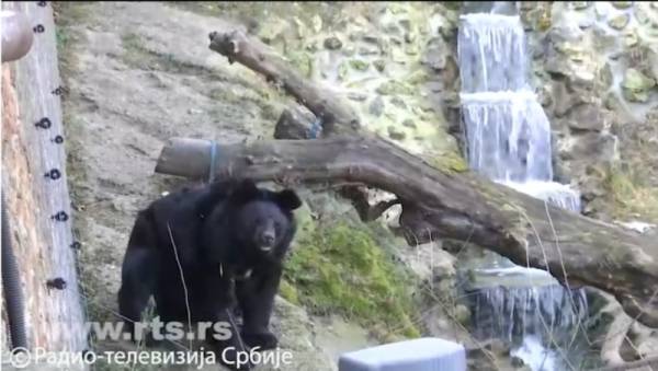 Medvedi Miša i Uroš, nisu videli svoju senku, proleće je na pragu