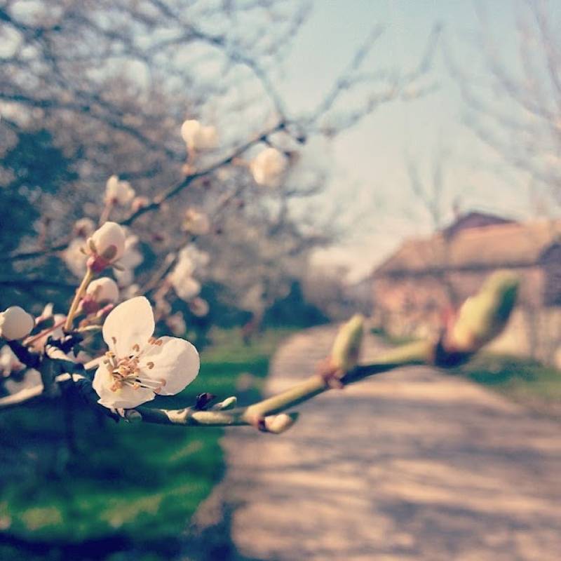 Danas počinje proleće