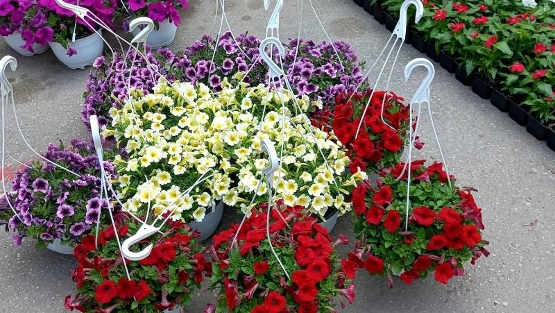 Festival cveća 20. i 21. maja u Požarevcu