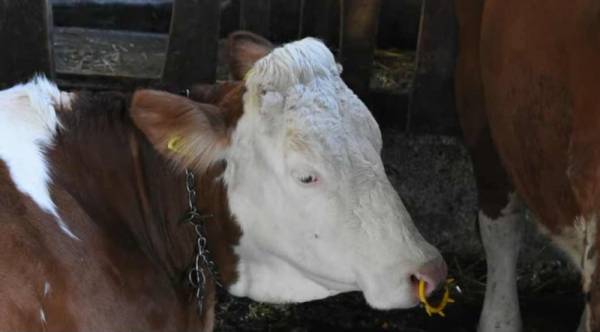 Prijavljivanje za premiju za mleko do 3. avgusta