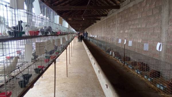 Izložba “Ljubimac” od 1. do 3. septembra