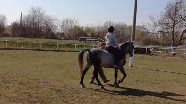 60. LJKI: Regionalna izložba konja 1. septembra