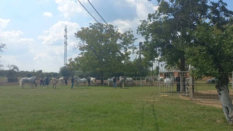 Regionalna izložba konja