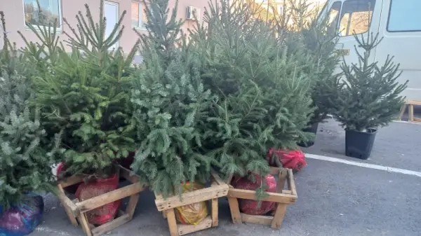 Gde će se prodavati novogodišnje jelke u Požarevcu?