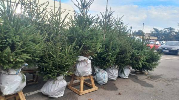 U Požarevcu počela prodaja svežih novogodišnjih jelki sa busenom