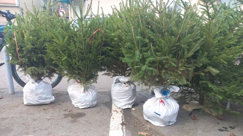 Požarevac: Ulična prodaja jelki do 30. decembra