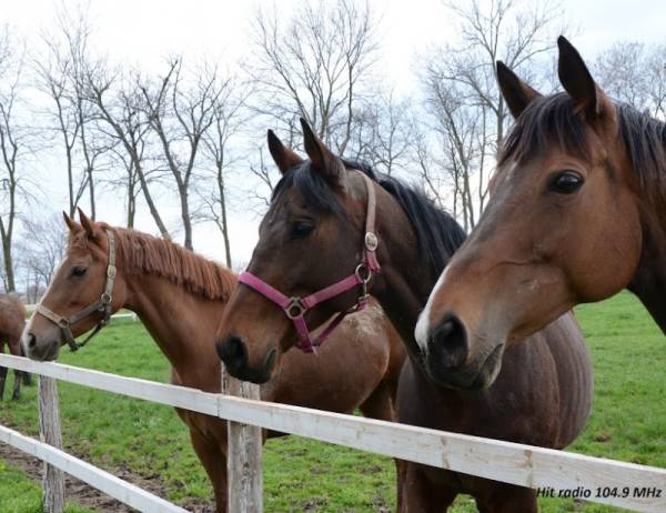 Kobila pala od umora u centru grada