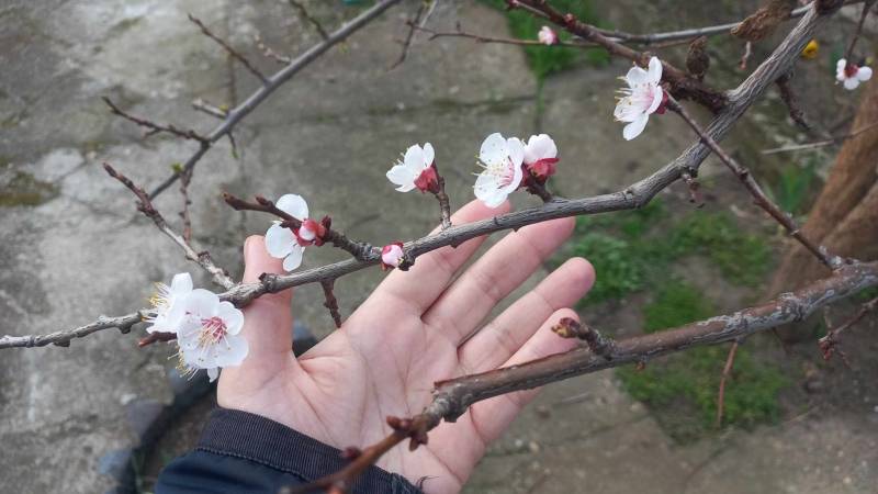 Prolećna zaštita u voćnjacima