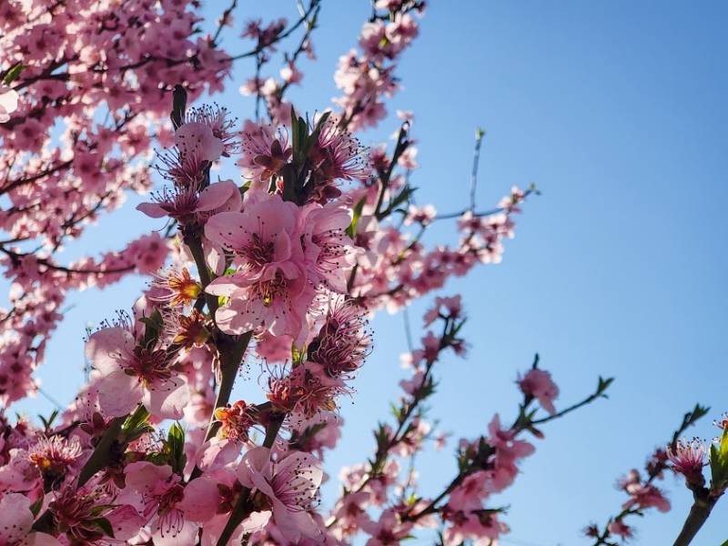 Proleće počinje u sredu