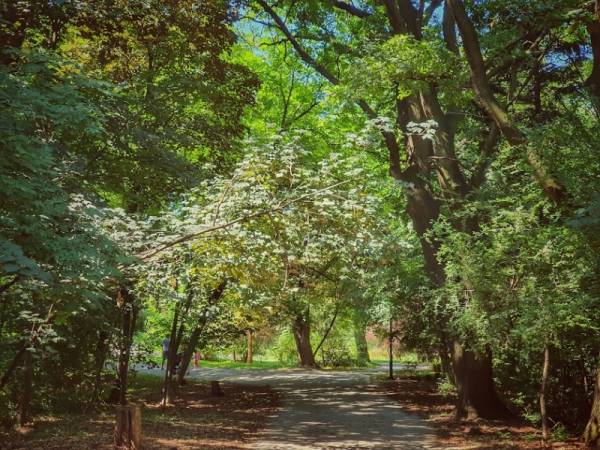 Danas je Međunarodni dan šuma