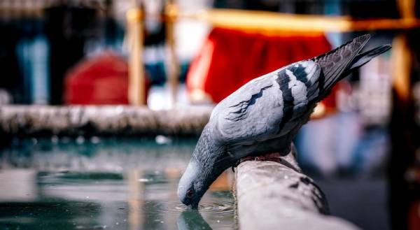 Kako se zaštititi od velikih vrućina