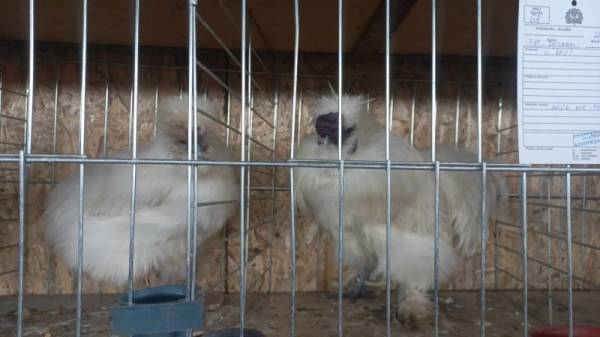 Izložba sitnih životinja – LJubimac, otvaranje 30. avgusta