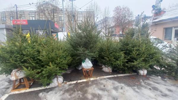 Prodaja novogodišnjih jelki u Požarevcu