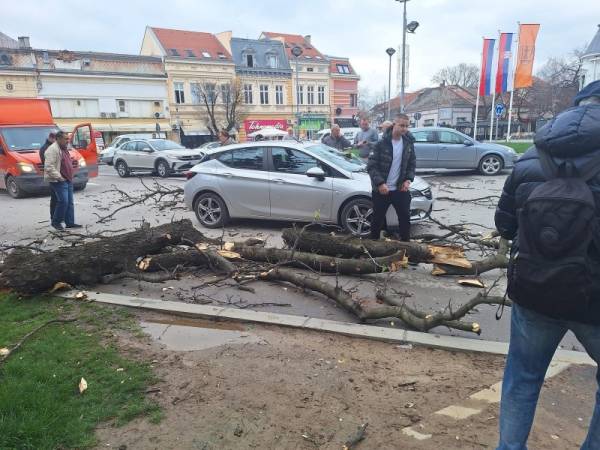 Požarevac: Grana pala na vozilo, vozač bez fizičkih povreda
