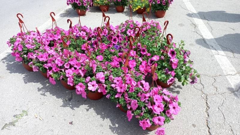 Dani cveća i meda u Velikom Gradištu