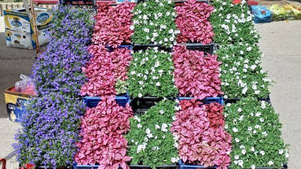 Festival cveća u Kostolcu 4. maja