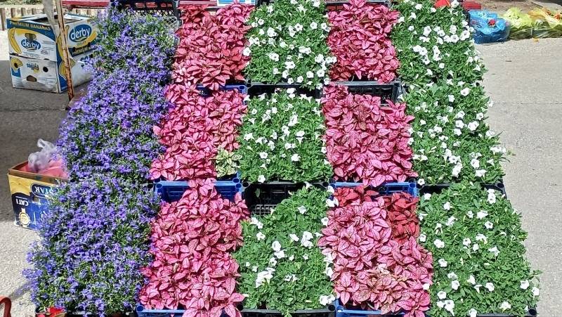 Festival cveća u Kostolcu 4. maja