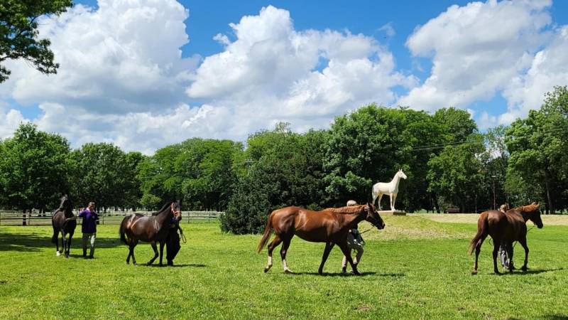 U ergeli „Ljubičevo“ održano svečano krštenje ždrebadi
