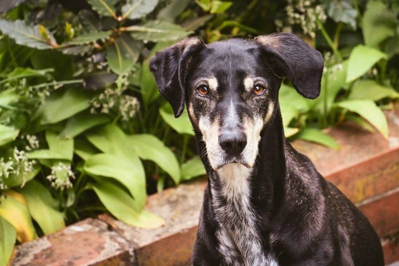 Obaveštenje o zbrinjavanju napuštenih pasa