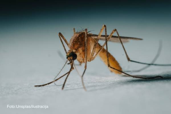 Suzbijanje larvi komaraca na teritoriji grada Požarevca