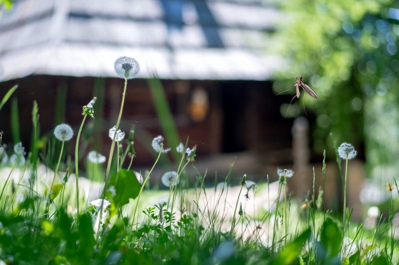 Zaprašivanje krpelja i komaraca u Požarevcu 1. avgusta