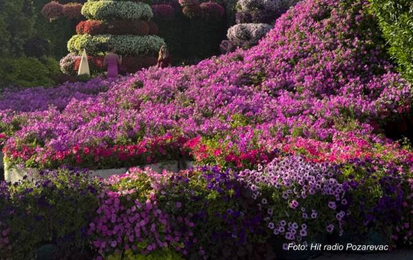 Izbor najlepšeg dvorišta u Velikom Gradištu