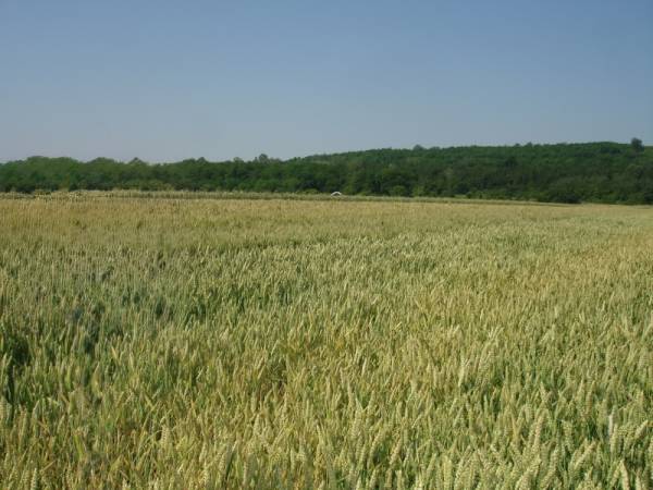 Poljoprivrednici, ne spaljujte biljne ostatke