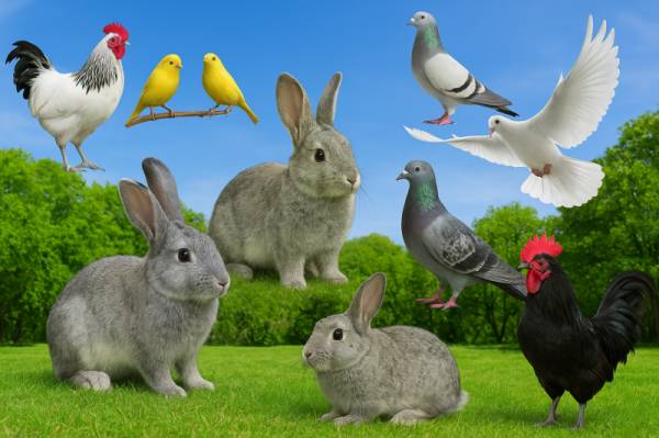 Međunarodna izložba sitnih životinja u Požarevcu