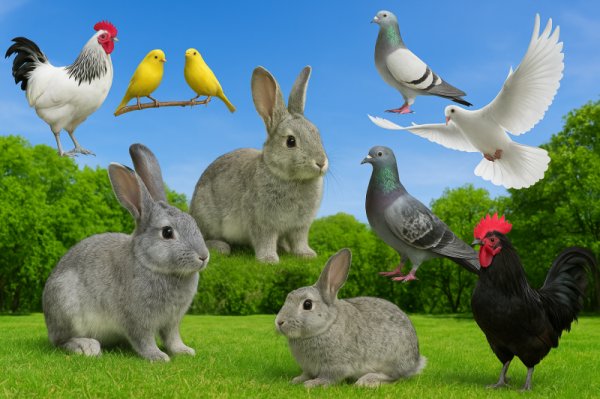 Međunarodna izložba sitnih životinja u Požarevcu