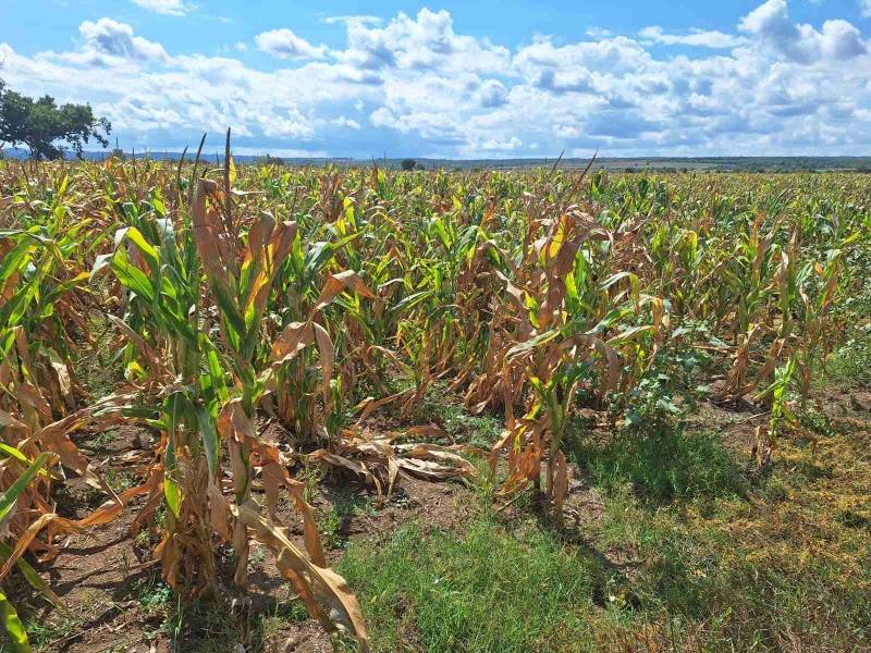 Suša prepolovila prinos suncokreta i kukuruza u Braničevskom okrugu