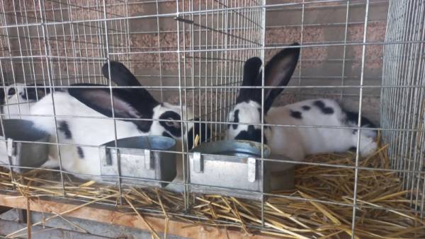 Tradicionalna izložba „Ljubimac“ u znaku dece i njihovih ljubimaca