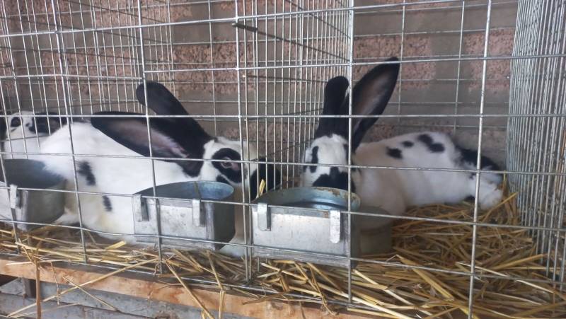 Tradicionalna izložba „Ljubimac“ u znaku dece i njihovih ljubimaca